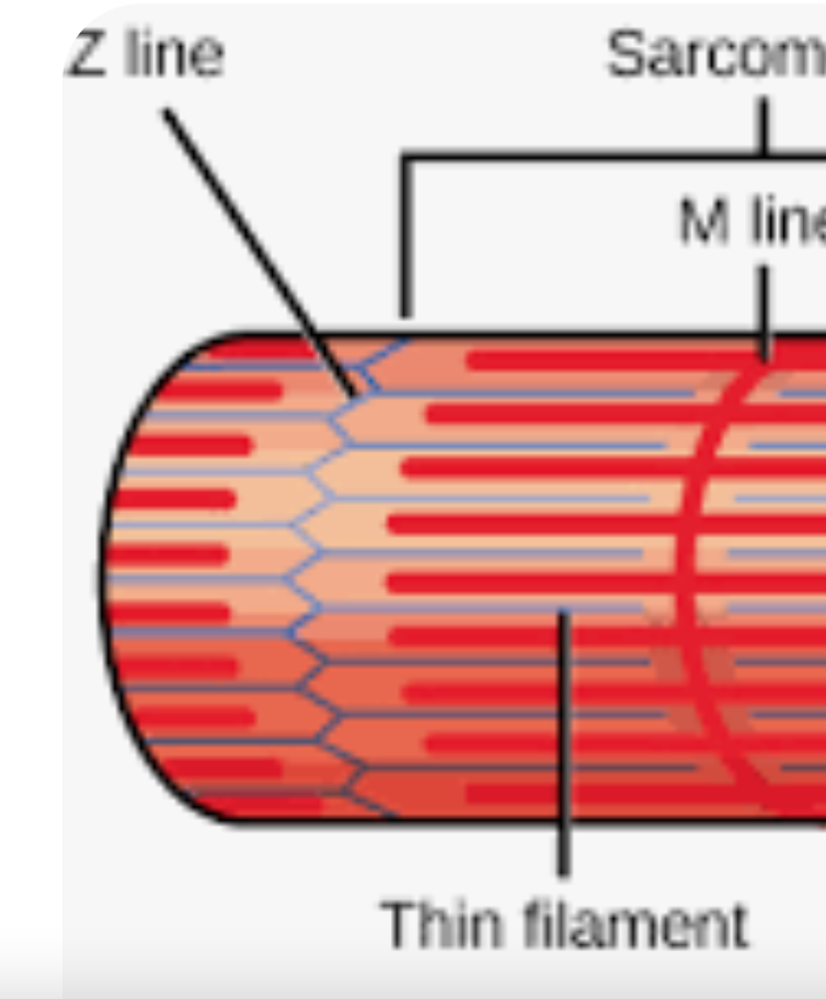 <p>(Z-Disc , Z-Band) Forms the boundary between adjacent sarcomeres and serves as the anchor point for the thin filaments. Helps maintain the overall structure of the sarcomere</p>
