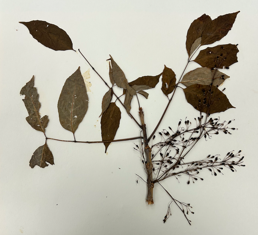 <p>Family? Genus?</p>