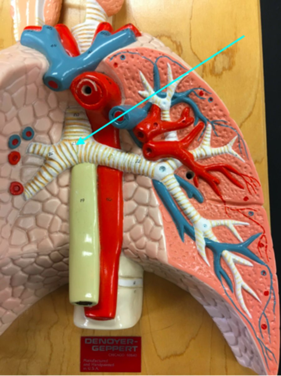 <p>What structure of the heart/lung model is the blue arrow pointing at?</p>