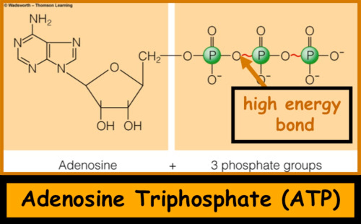 <p>The bond between the 3rd phosphate and ADP (adenosine diphosphate). Cell energy is released when this bond is broken and stored when put together.</p>