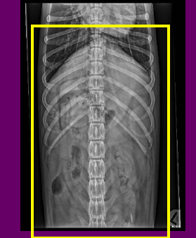 ARTEFACTS
•None present
COLLIMATION
•If possible, collimation should be adjusted to include the greater trochanters
EXPOSURE
•EI: 413 indicates overexposure
•Good abdominal serosal detail
REPEAT?
•Yes
•This image is of acceptable radiographic quality, BUT,
we need another radiograph to include the full abdomen (ie, greater trochanter and caudal border of the image)