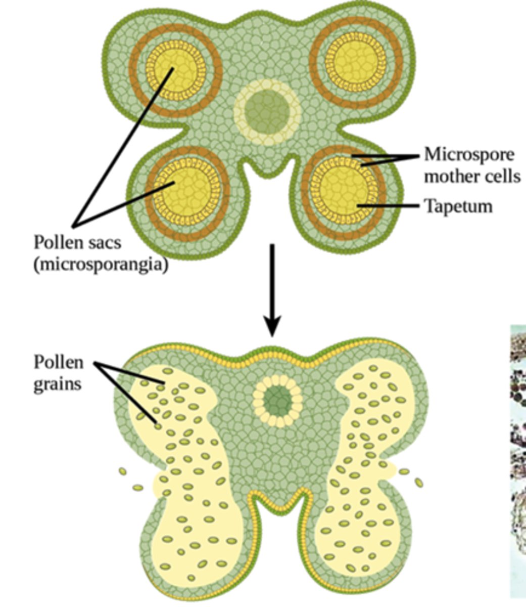 <p>microsporangia</p>