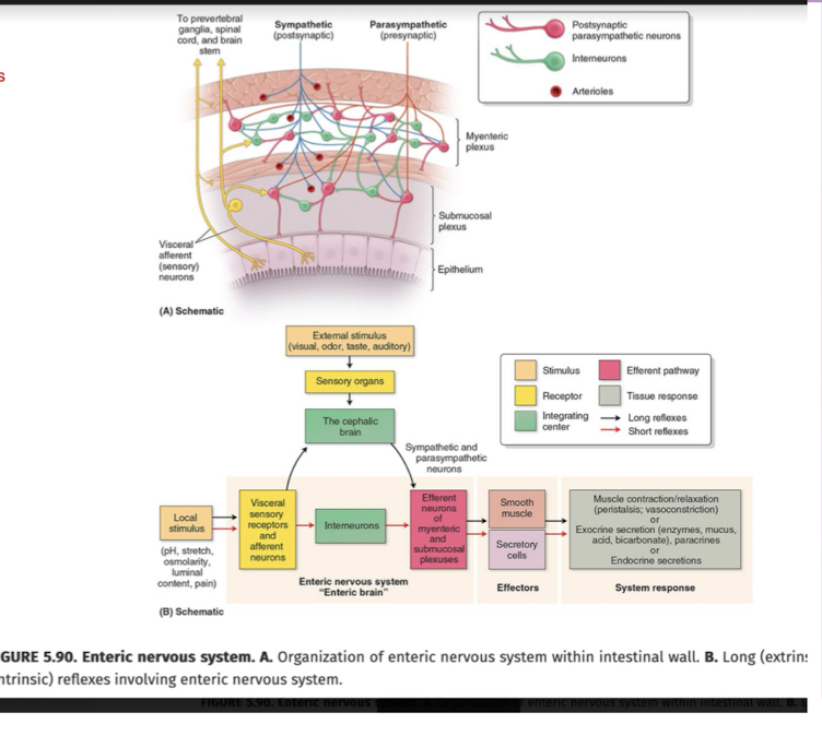 <ul><li><p>CNS (Fight or Flight) AND PNS (Rest and Digest)</p></li><li><p>True</p></li></ul><p></p>