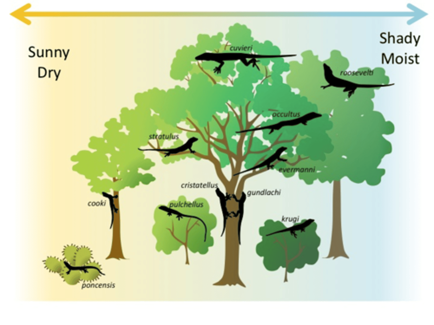 <p>minimize competition, maximize success</p>