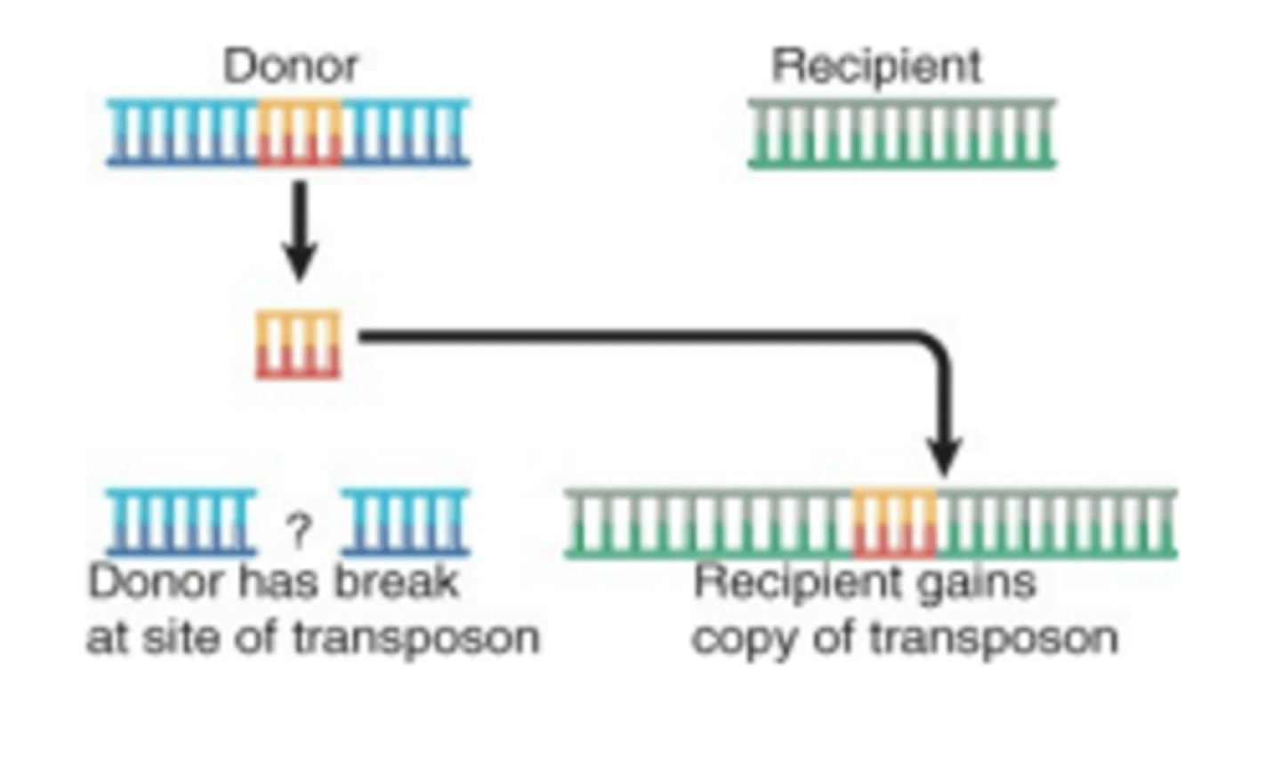 <p>It's a cut and past mechanism where a single copy remains.</p>