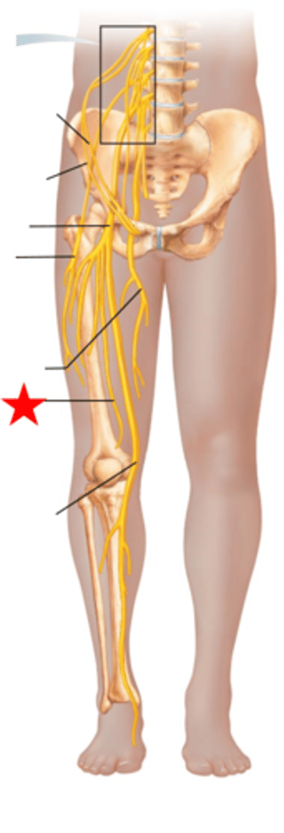 <p>branches of femoral nerve to serve anterior and medial surfaces of thigh</p><p>may be subdivided into intermediate and medial branches</p>