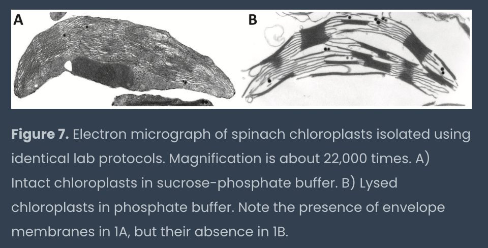 <p>lack of sucrose lyses chloroplasts allowing us to add a loss of color e- acceptor (DCPIP)</p>