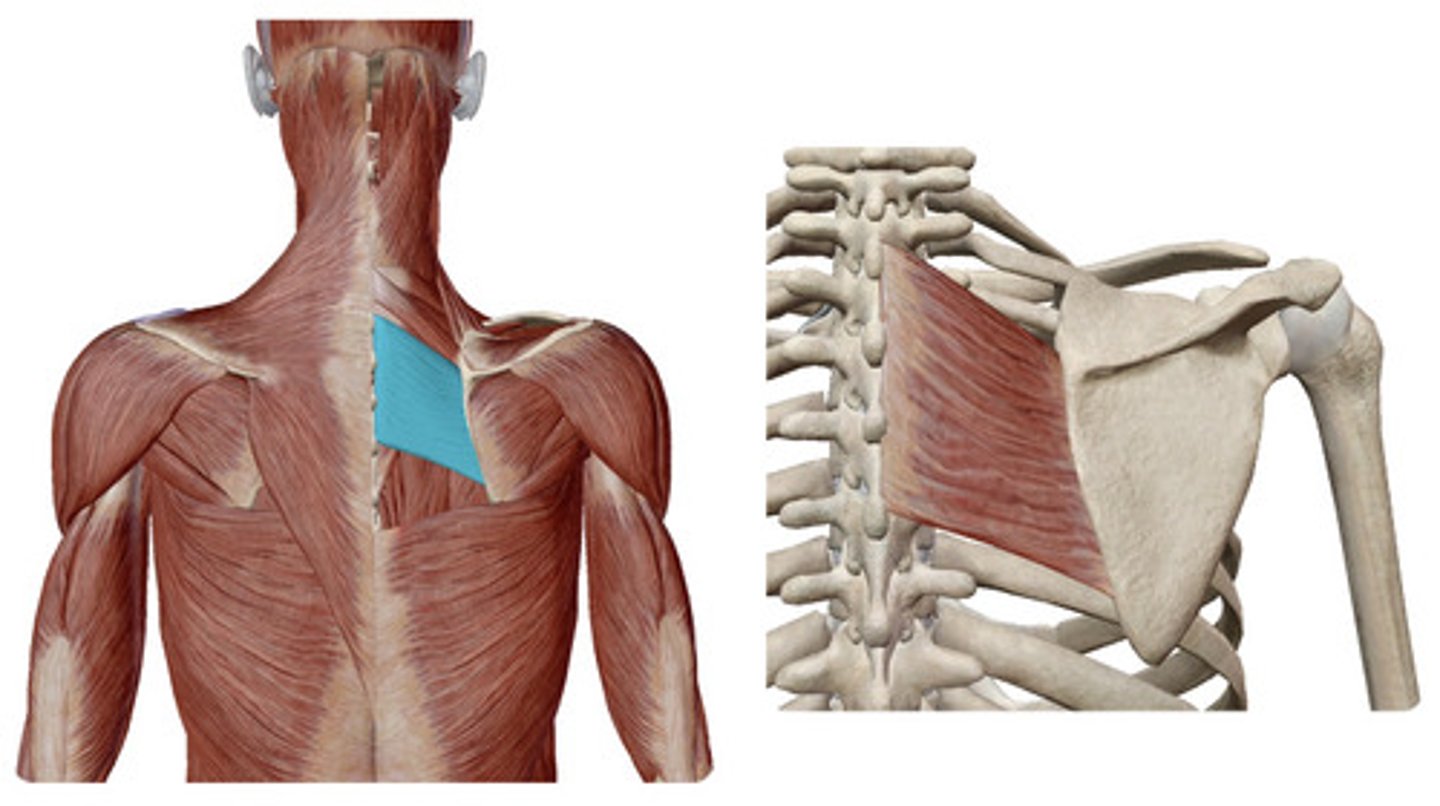 knowt flashcard image