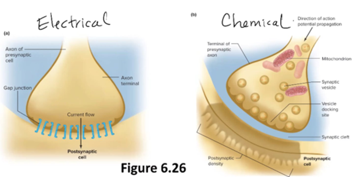 <p>cell to cell junction (between neurons or a neuron and a muscle)</p>
