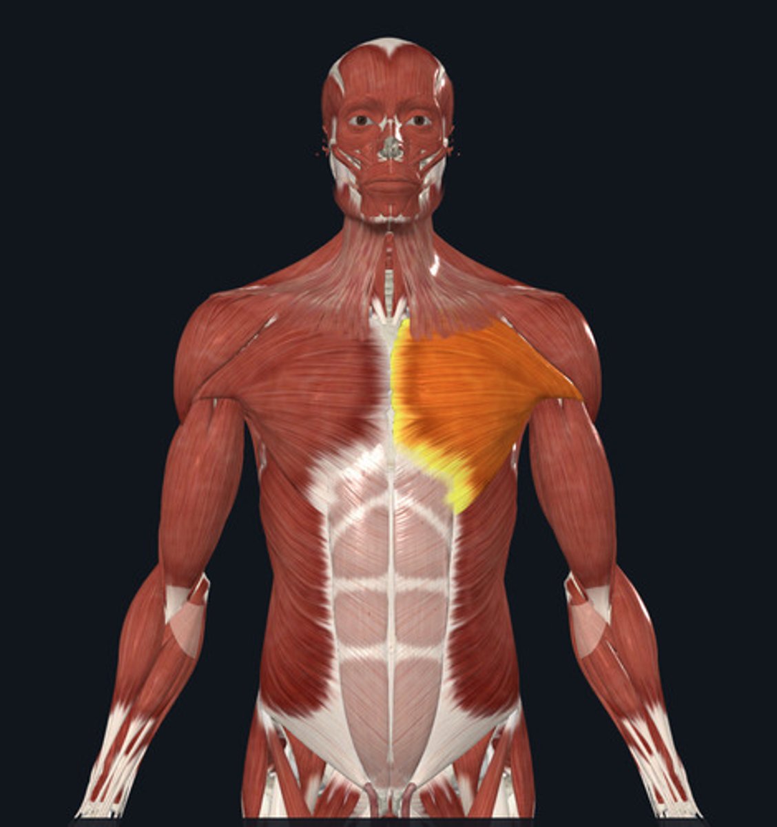 <ul><li><p><u>Origin:</u>&nbsp;<strong>Sternum, ribs</strong> 2-6, clavicle</p></li><li><p><u>Insertion:</u>&nbsp;Humerus</p></li><li><p><u>Action:</u>&nbsp;<strong>Shoulder flexion</strong>, adduction</p></li></ul><p></p>