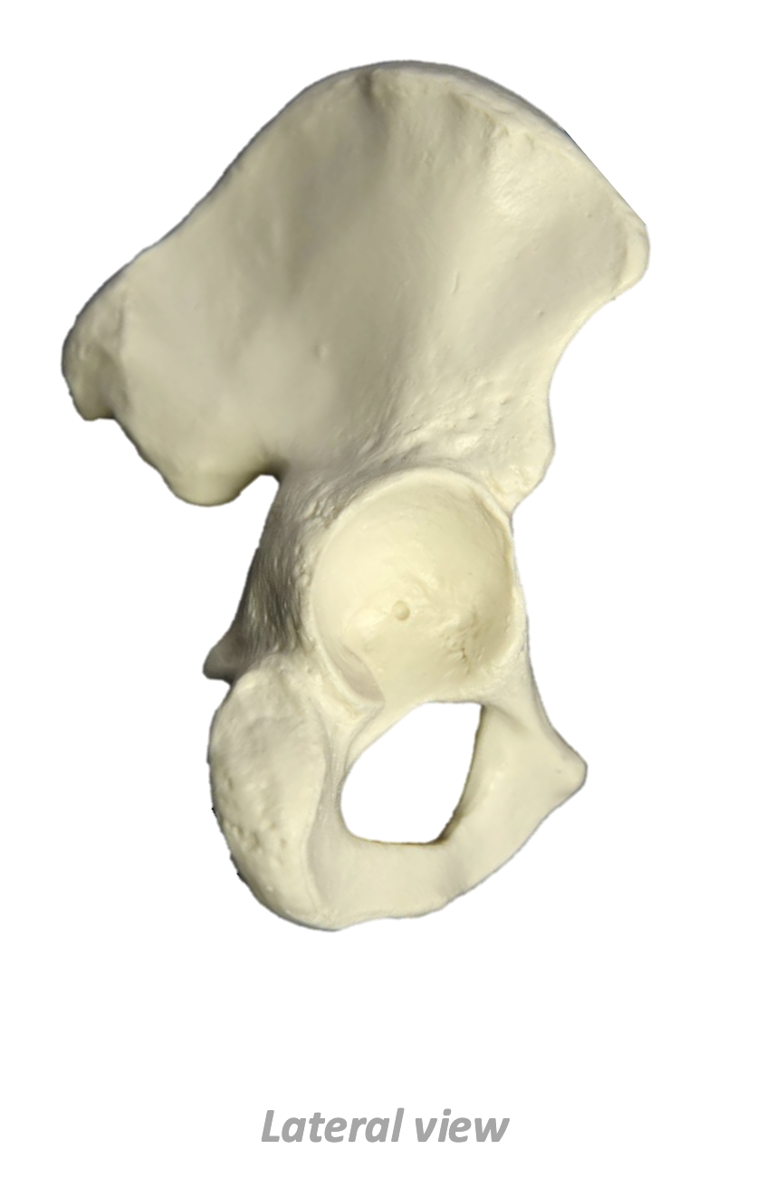 <p>What Bone Is This?</p>