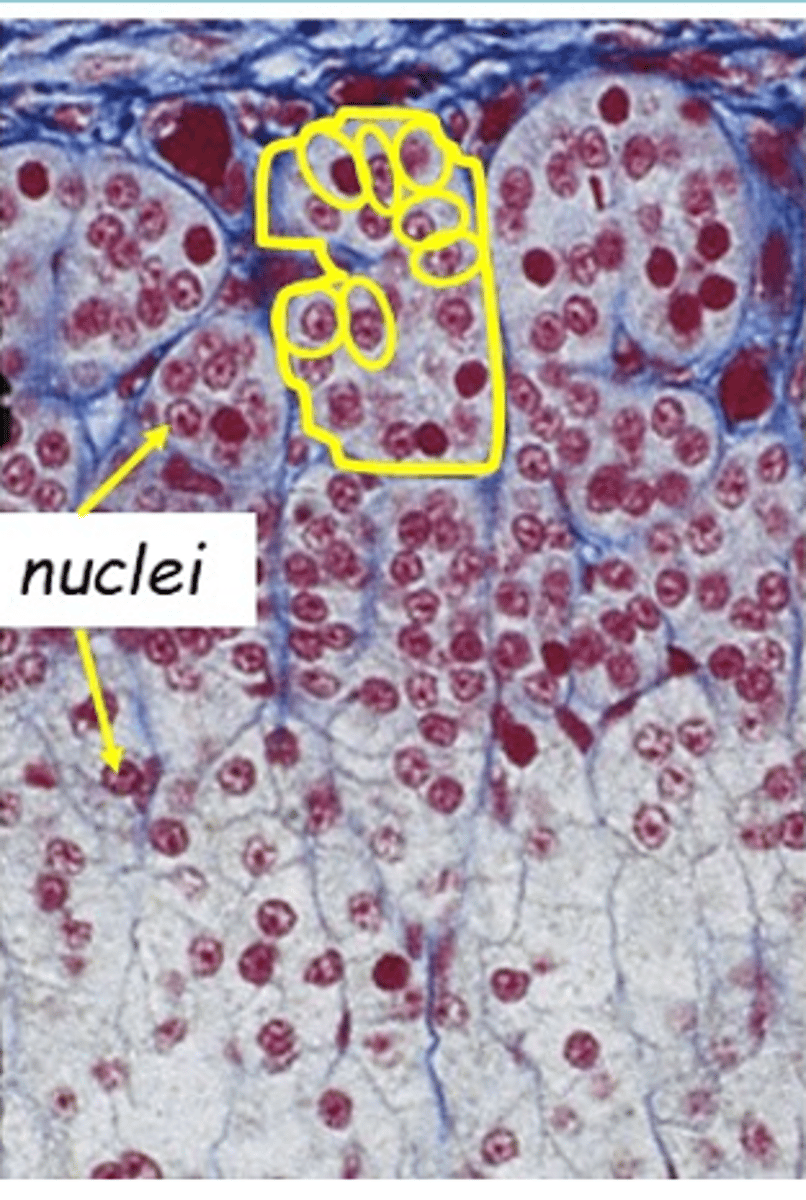 <p>Zone glomerulosa of the renal cortex.</p>
