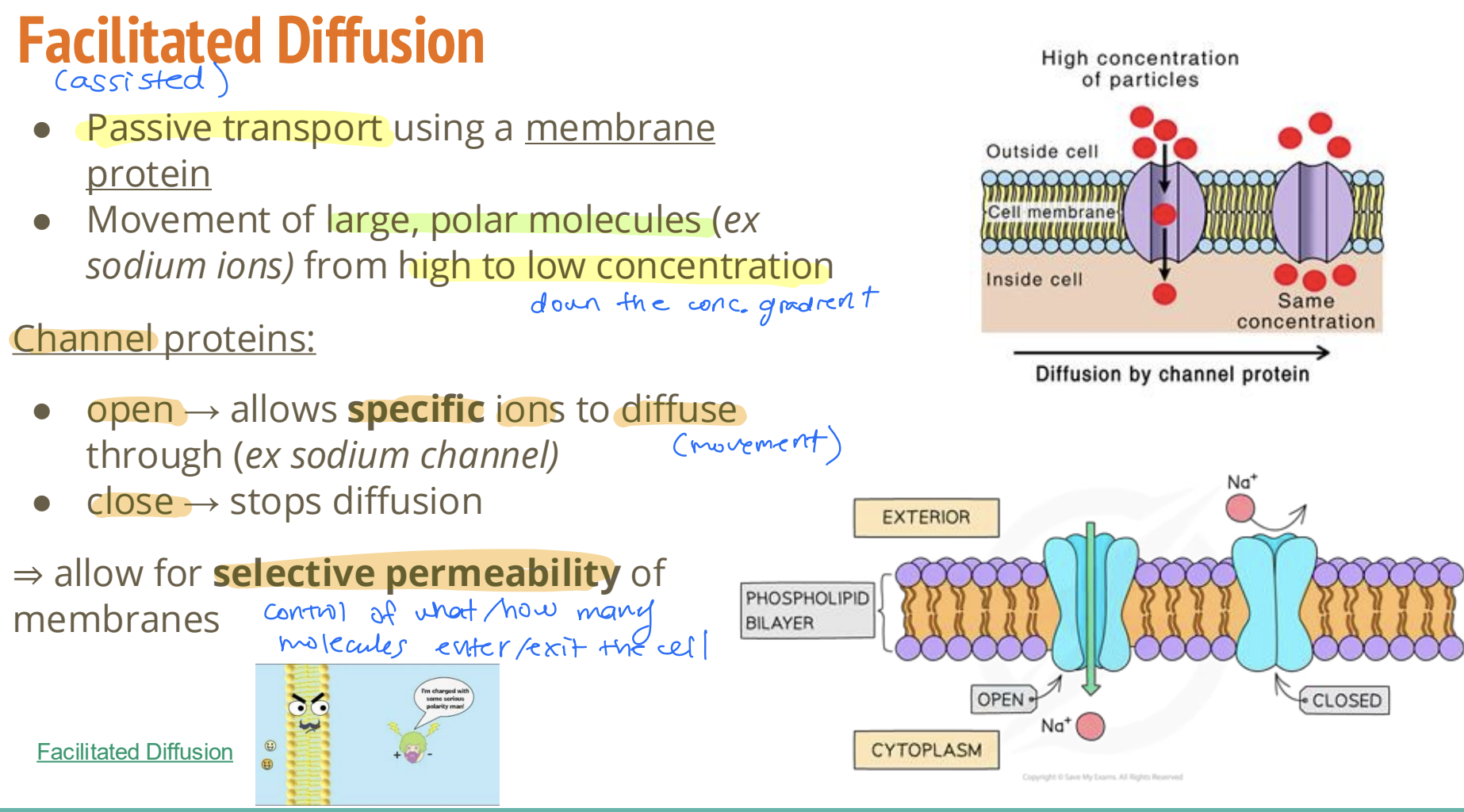<p>Passive transport using a <strong>membrane protein [0.5]</strong></p><ul><li><p>Movement of <strong>large polar molecules</strong> (ex sodium ions) from <strong>high to low concentration [0.5]</strong></p></li></ul><div data-type="horizontalRule"><hr></div><p>open → <strong>allows specific ions to diffuse through</strong> (ex sodium channel)</p><p>close → <strong>stops diffusion</strong></p><p><strong>[1]</strong></p><p>⇒ allow for<strong> selective permeability of membranes [1] </strong>(control how many go in and out)</p><p>Students should understand how the structure of channel proteins makes membranes selectively permeable by allowing specific </p><p>ions to diffuse through when channels are open but not when they are closed</p>