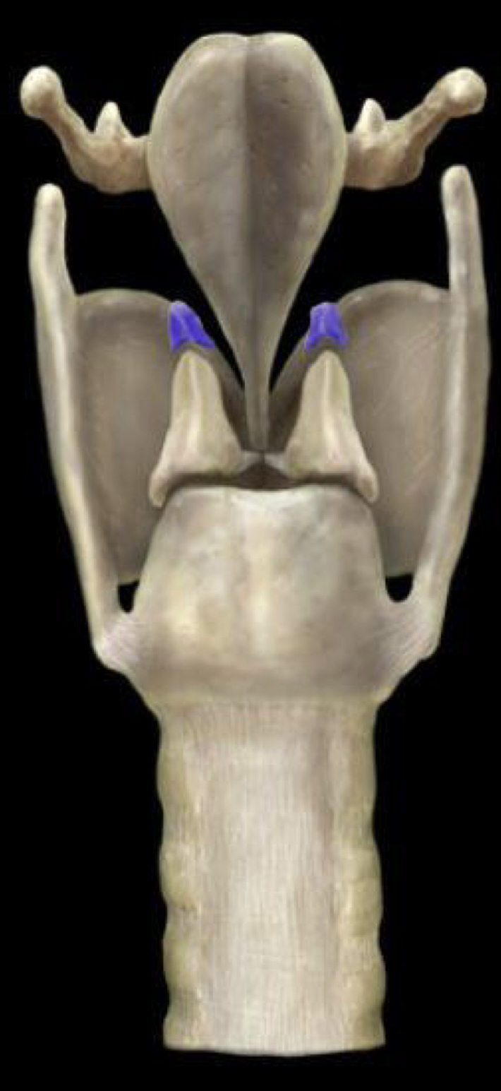What structure is highlighted in blue?