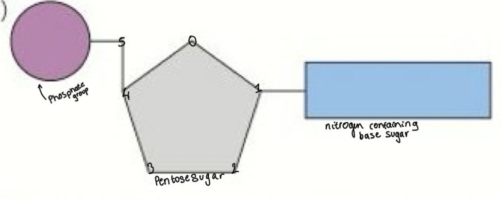<p>2 condensation reactions: </p><ul><li><p>Base and sugar form a glycosidic bond </p></li><li><p>Phosphate and sugar form an ester bond </p></li></ul><p></p>
