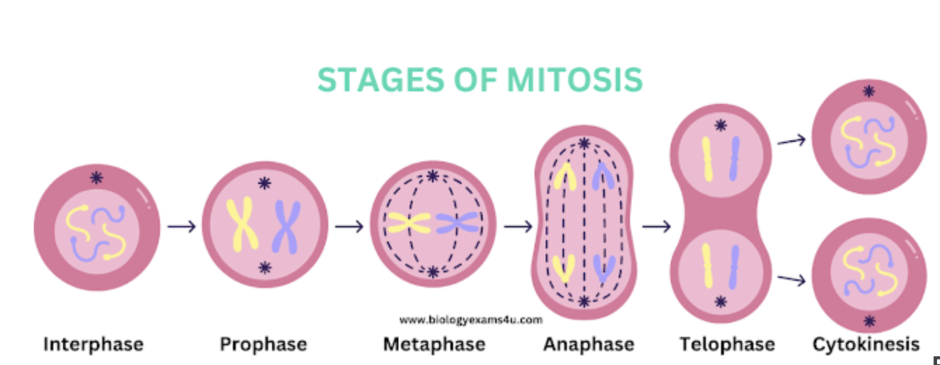 <p>Interphase</p><p>Prophase</p><p>Metaphase </p><p>Anaphase</p><p>Telophase</p>