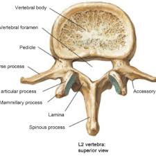 <p><span><span>the five largest, heaviest segments of the spinal column (designated L1–L5) located in the lower back between the thoracic spine and the sacrum</span></span></p>