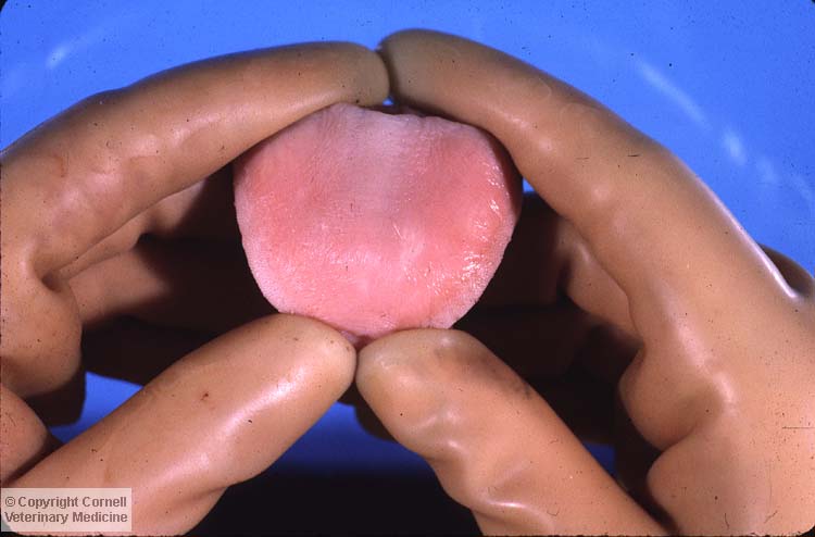 <p>The photo showcases the tongue of a calf that had been diagnosed with muscle degeneration caused by white muscle disease.</p><p>Which of the following is a common contributor to this disease process?</p>