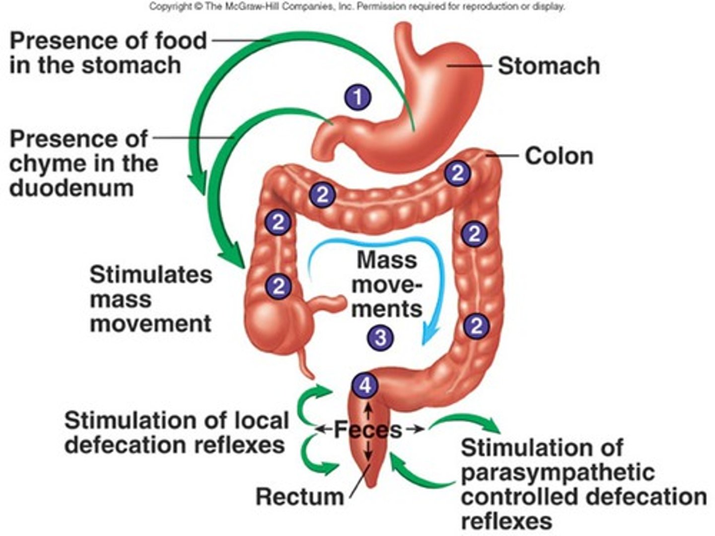 <p>to void excrement from the intestines through the anus</p>