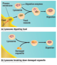 <p>A membrane enclosed sac, Contains digestive enzymes, Has three main functions: Fuse with food vacuoles to digest the food, Break down damaged organelles, Help destroy harmful bacteria</p>