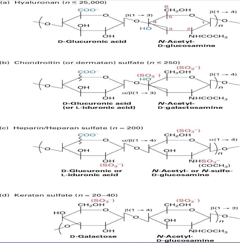 <ul><li><p><span>not proteins b/c:</span></p></li></ul><ol><li><p><span>repeating disachatides</span></p></li><li><p><span>length --> ums long (longer than a cell)</span></p></li><li><p><span>rigid molecules</span></p></li><li><p><span>bind to cations --> change osmotic pressure, increase hydration shell</span></p></li><li><p><span>resists compression</span></p></li><li><p><span>binds to receptor called CD44 + proteo-glycans </span></p></li><li><p><span>extravasation</span></p></li><li><p><span>SynVisc - asteoarthritis</span></p></li></ol><p></p>