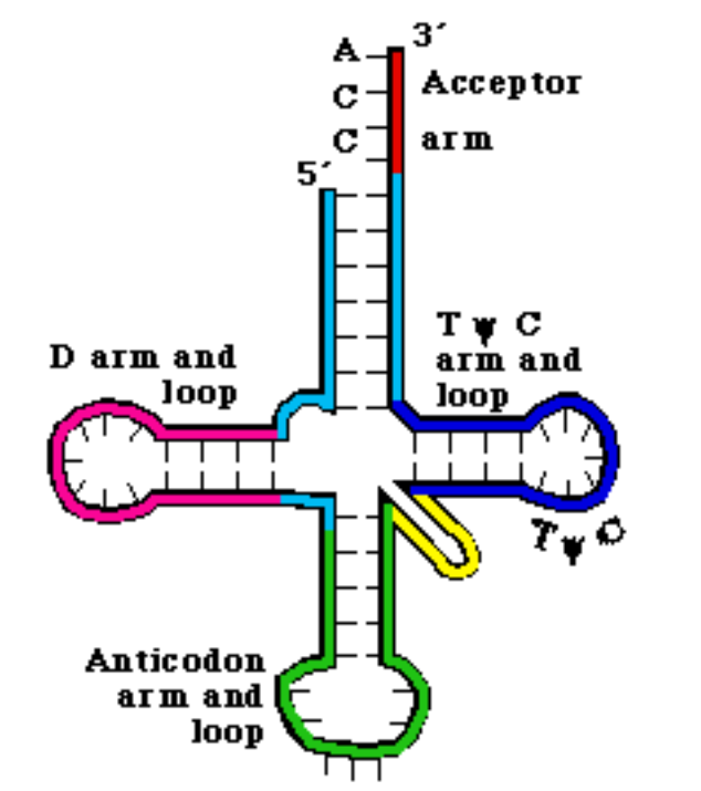 <p>What is a tRNA? (slide 18)</p>