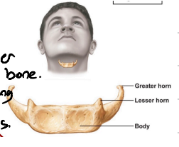 <p>Only bone in body that doesn’t articulate with any other bone. it supports the tongue and gives attachment to muscles for swallowing and speech. It has a horseshoe shape with a body + 2 pairs of horns.</p>