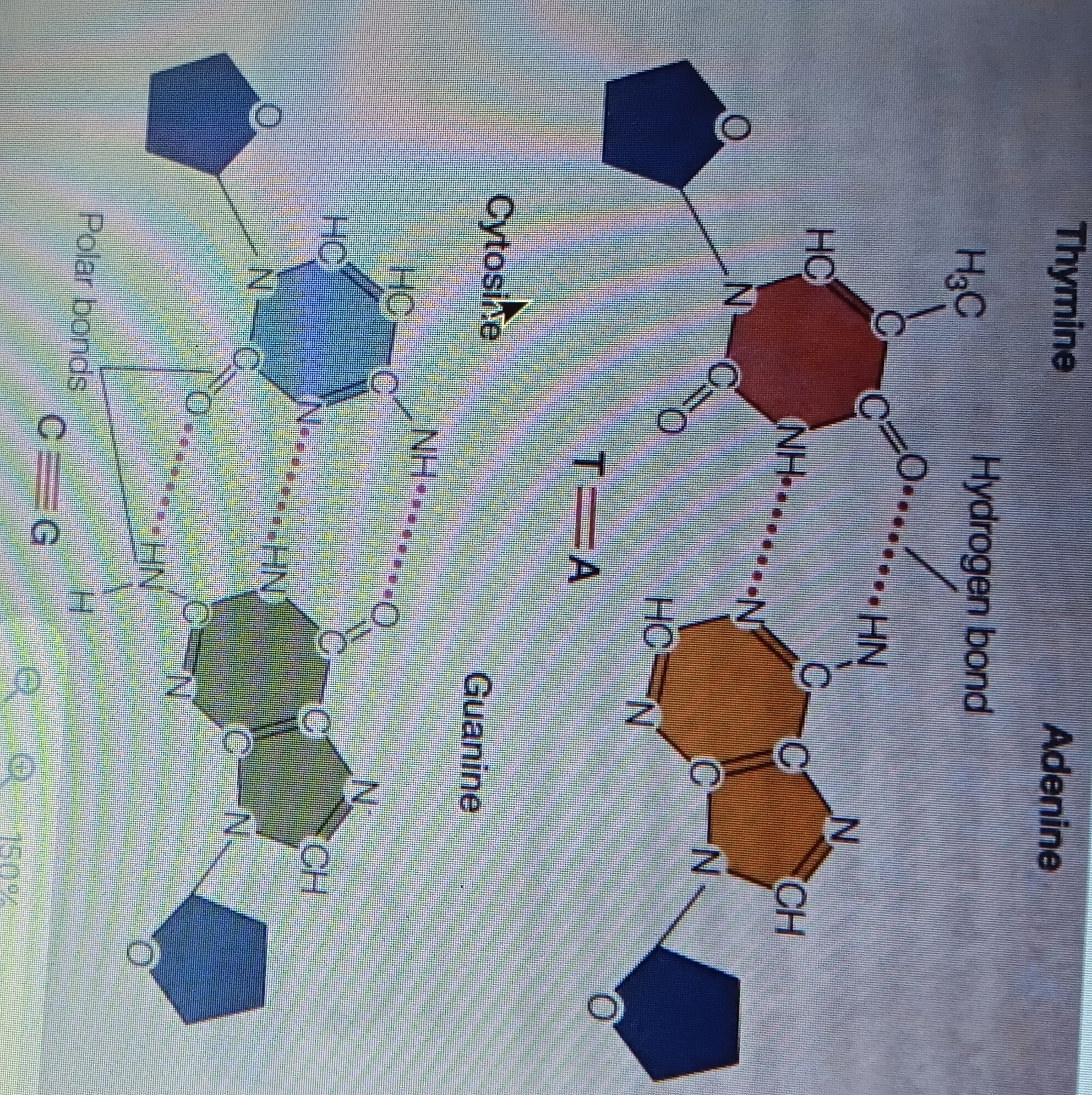 <p>Hydrogen bonds between bases</p>
