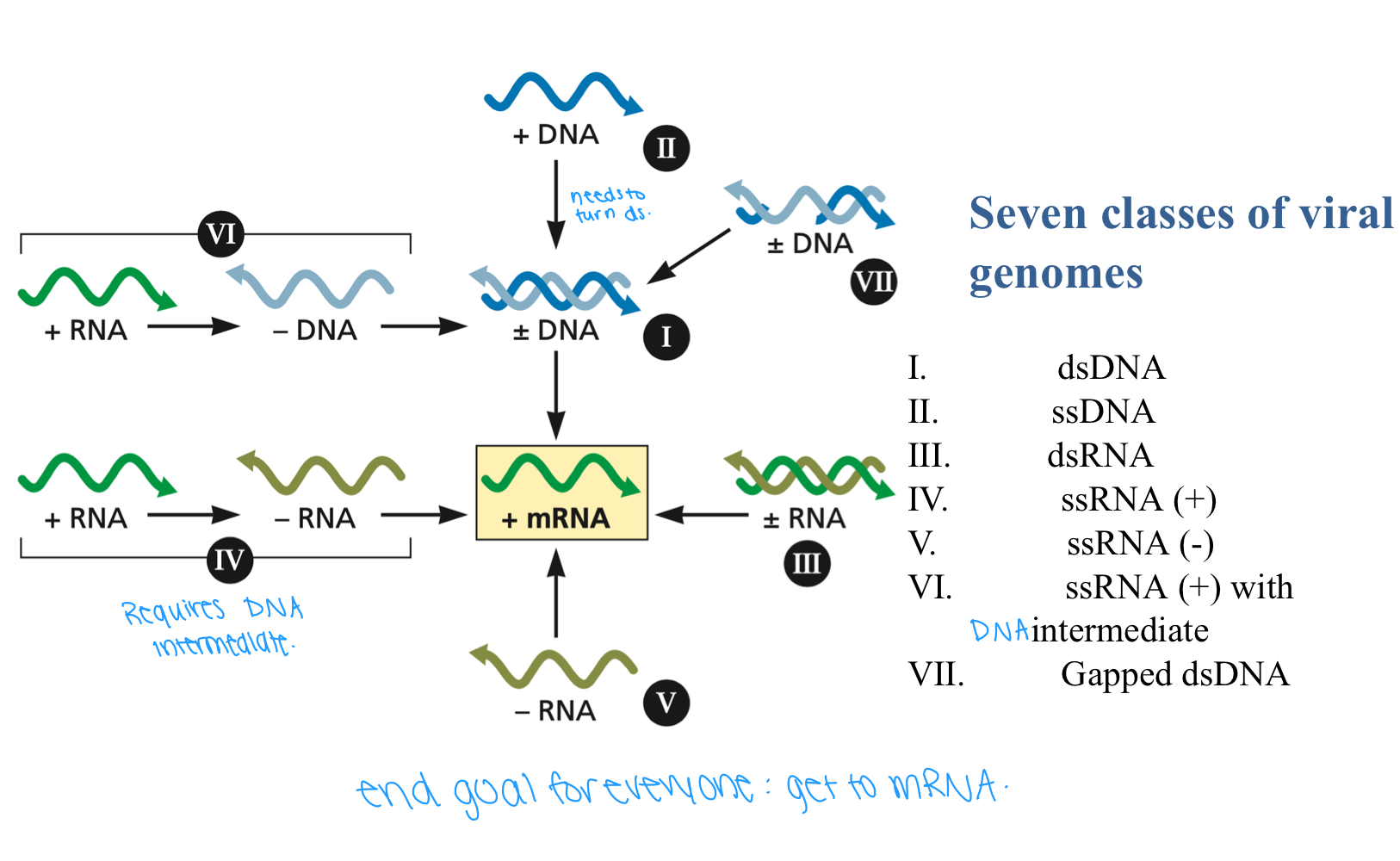 <ol><li><p>dsDNA</p></li><li><p>ssDNA</p></li><li><p>dsRNA</p></li><li><p>ssRNA (+)</p></li><li><p>ssRNA (-)</p></li><li><p>ssRNA (+) with DNA intermediate</p></li><li><p>Gapped dsDNA</p></li></ol>