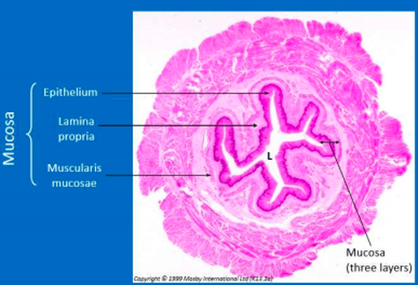 <p>Epithelium = stratified squamous non-keratinized (withstands abrasion)</p><p>Lamina propria = loose connective bearing blood and lymph vessels, some smooth muscle cells and many cells of immune system </p><p>Muscularis mucosae = thin layer of smooth muscle </p>