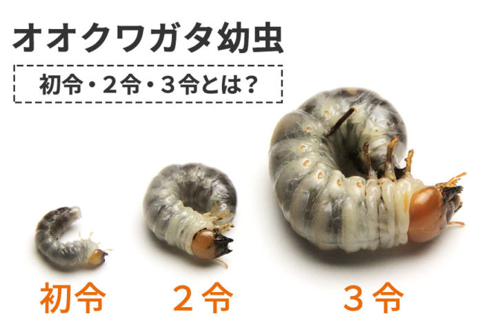 <p>larva</p>