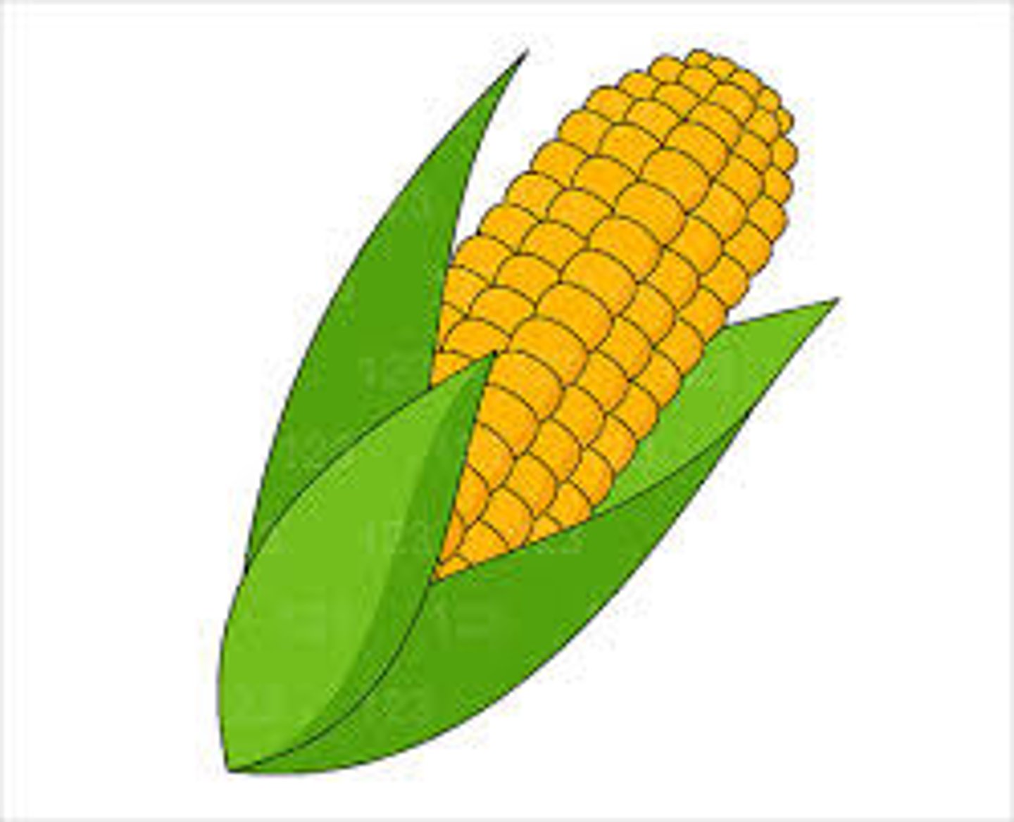 <p>corn</p>