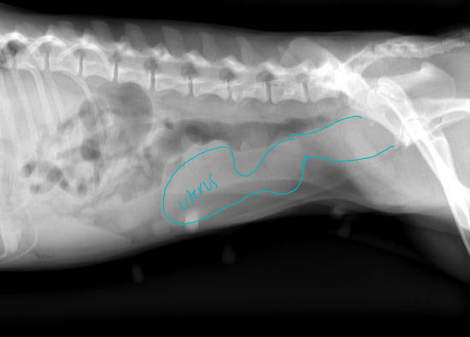 <ul><li><p><strong>Pyometra</strong></p><ul><li><p><strong>Puss </strong>filled<strong> infection</strong></p></li><li><p><strong>tubular</strong> shape seen <strong><u>dorsal to bladder and ventral to colon: lateral view</u></strong></p></li></ul></li><li><p><strong>Uterine neoplasia</strong></p><ul><li><p><u>Leiomyosarcoma</u>, adenocarcinoma</p></li></ul></li></ul><p></p>