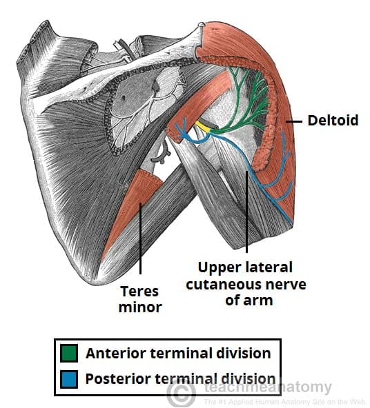 <ul><li><p>Teres Minor (stabilized glenohumeral joint and external rotation of the shoulder)</p></li><li><p>deltoid</p></li></ul><p></p>