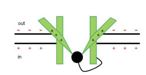 <p>Loop of amino acids (‘ball-and-chain in K channels) swings up to block the channel on the cytoplasmic side. Cue for inactivation is the original depolarisation, but inactivation takes time, vice versa for re-activation.</p>