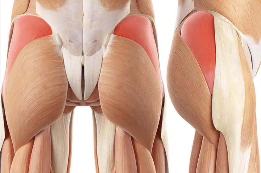 <p>What muscle is this?</p>