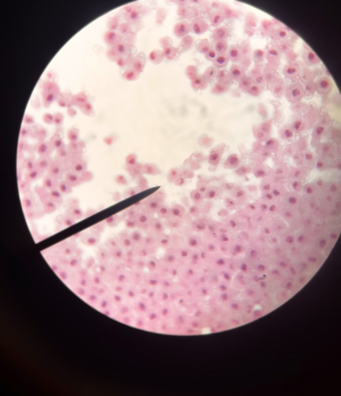 <p><span>Name the structure at the tip of the pointer.</span></p><p><span>Name the phase of the cell cycle.</span></p><p><span>What is the genetic material called at this stage?</span></p>