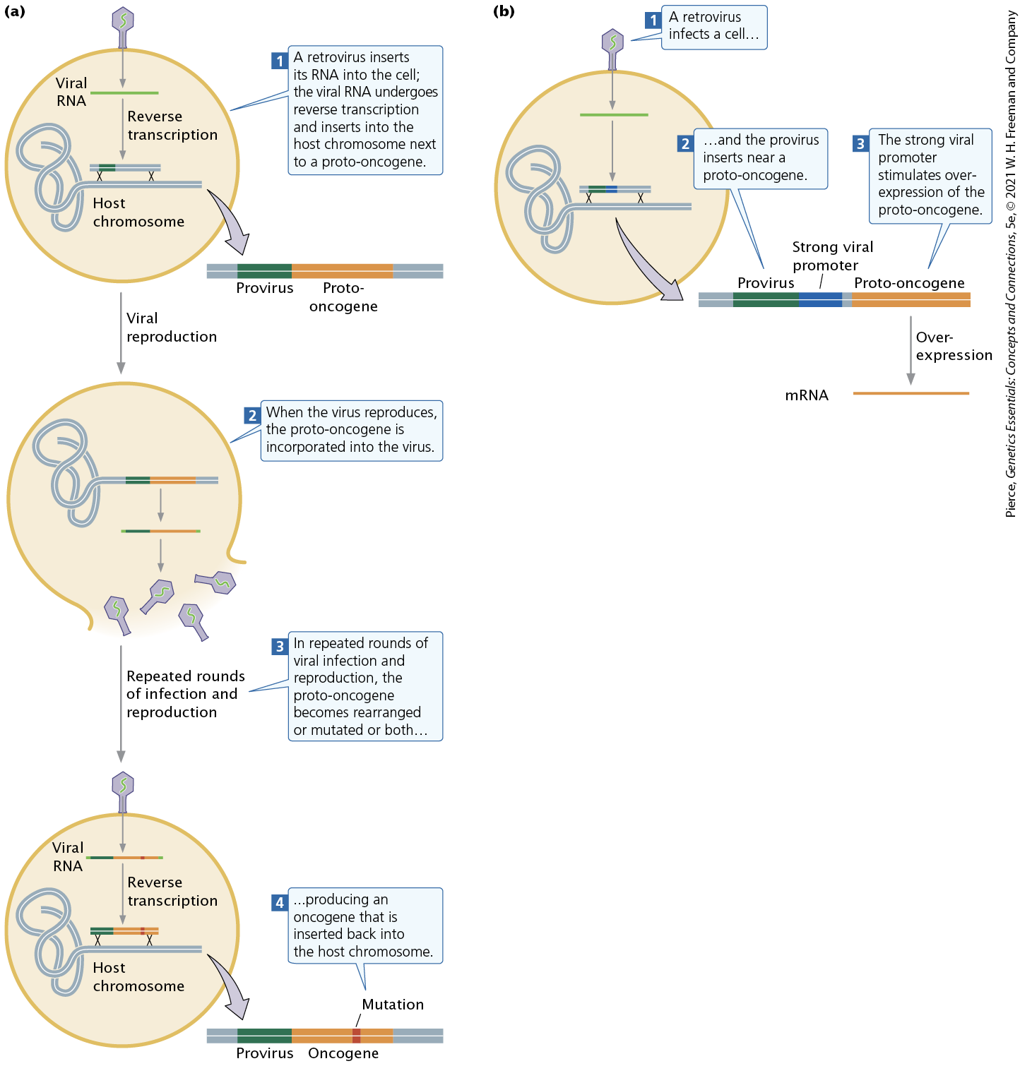 <ol><li><p>mutating or rearranging proto-oncogenes</p></li><li><p>inserting strong promoters near proto-oncogenes.</p></li></ol><p></p>