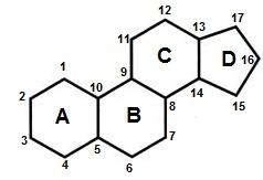 <p>FG made of: Fatty Acids, Glycerol &amp; Phosphate</p><p>Function: E storage</p><p>NO MONOMERS</p><p>Types of polymers:</p><ol><li><p><strong>FATS</strong>: E storage, non-polar, hydrophobic</p><p><strong>Unsaturated</strong> - Liquid</p><p><strong>Saturated</strong> - Solid</p><p>ex. triglyceride - glycerol and 3 fatty acids</p></li><li><p><strong>PHOSPHOLIPIDS</strong>: phosphate, 2 FA, 1 glycerol</p><p>ex. cell membrane and amphipathic</p></li><li><p><strong>Steroids</strong>:</p><p>3, 6-C rings and 1, 5-C ring</p><p>ex. cholesterol, hormones</p></li></ol><p>Bonds: Ester linkages (covalent) </p>