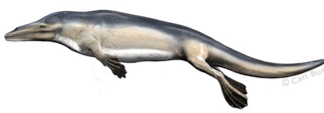 <p>Protocetidae </p>