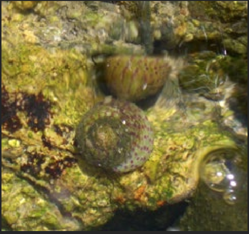 <p>What is the Portugese name of this species?</p>