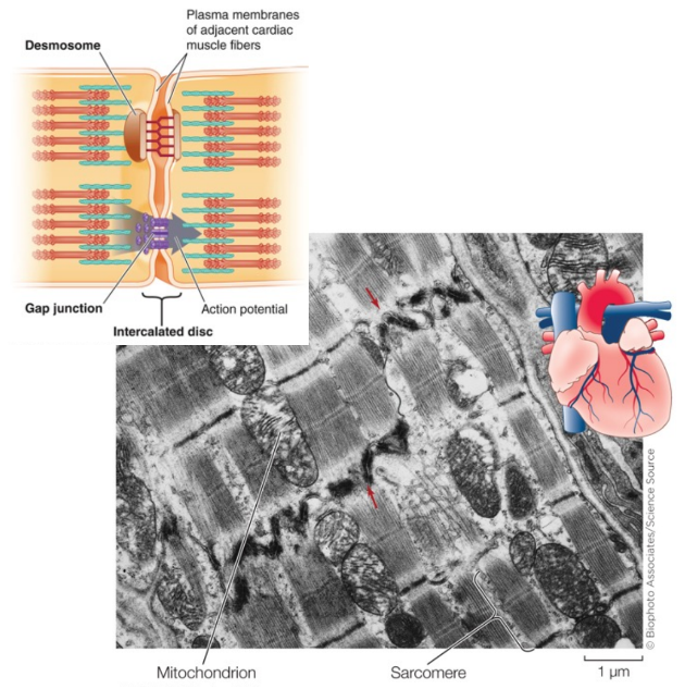 - Striated.
- Branched.
- Single nucleus.
- Joined end to end.
