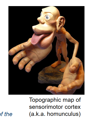 <p>A neural-spatial representation of the body or of the areas of the sensory world perceived by a sensory organ. </p>