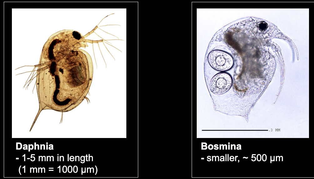 <p>What bacteria is this?</p>