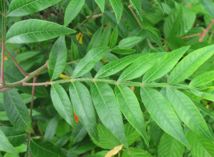 <p>What are the genus and specific epithet of this plant species?</p>