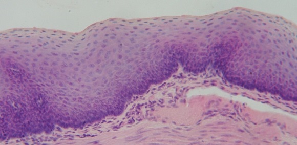 <p>What tissue is this?<br>Where is the location?</p><p></p>