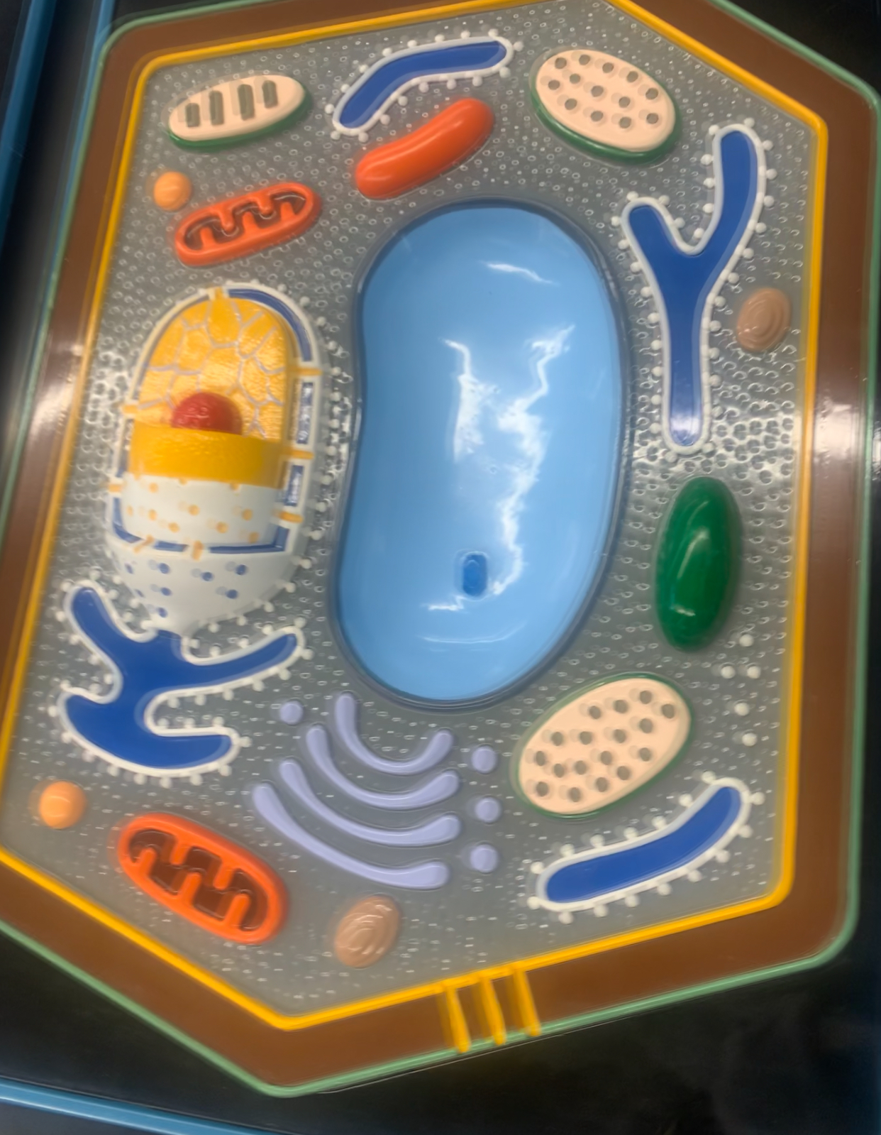 <p>Green organelles</p>