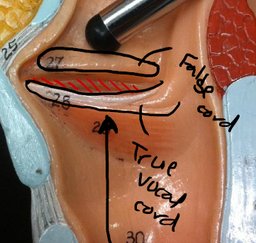 <p>Within larynx</p><p>2 vocal cords/folds</p><p>Vocal Fold/True Vocal cord (produces sound + inferiorly placed)</p><p>Vestibular Fold/False Vocal Cord (modifies sound produced by vocal fold)</p>
