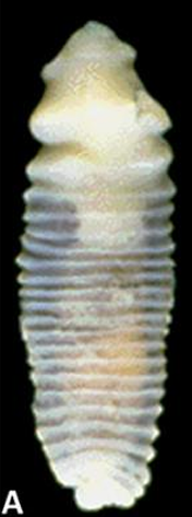 <ol><li><p><em><u>SN</u></em></p></li><li><p>Host SN</p></li><li><p>Host Common Name</p></li><li><p>Predilection site</p></li></ol><p></p>