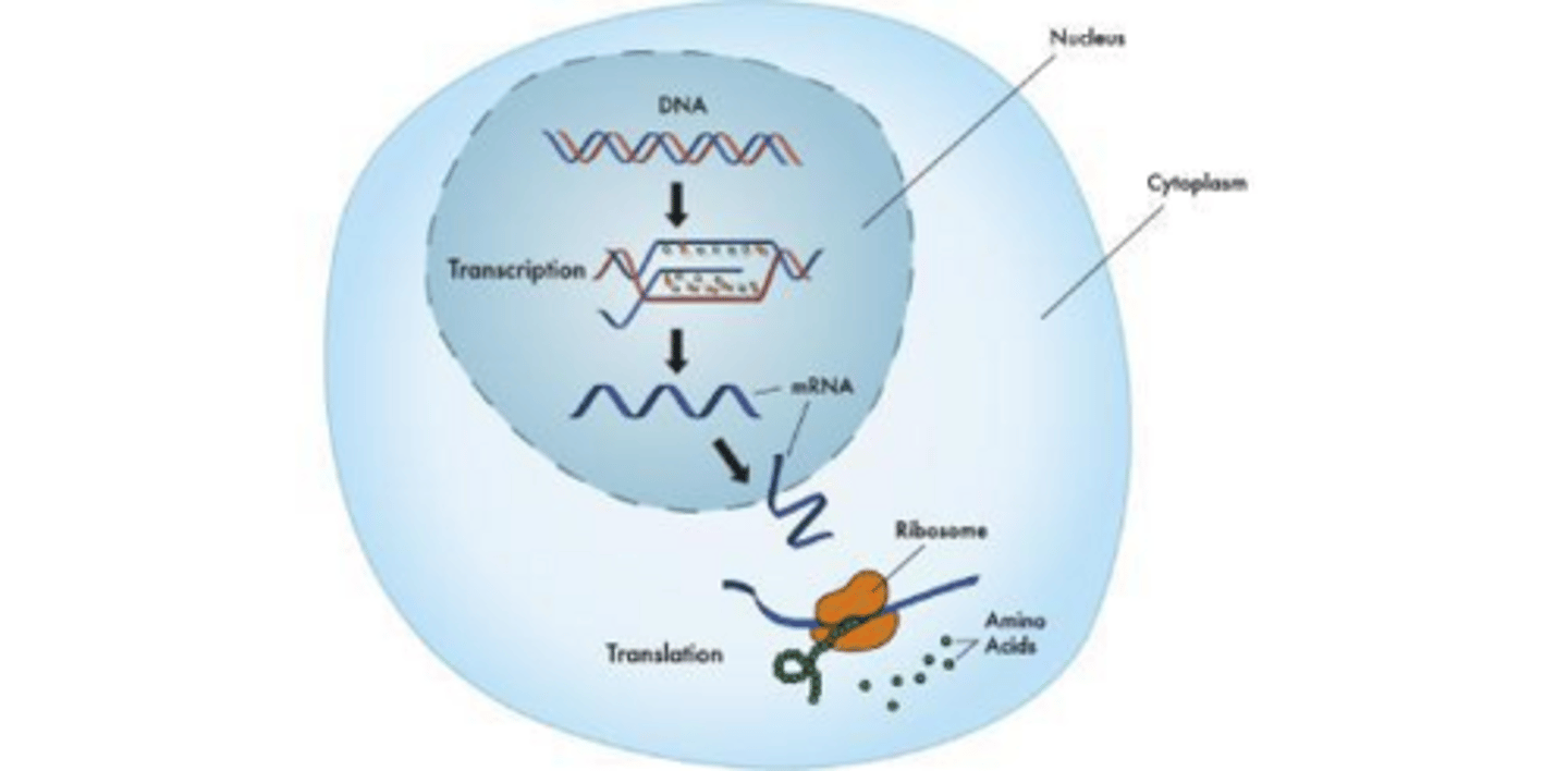 <p>Transcription</p>